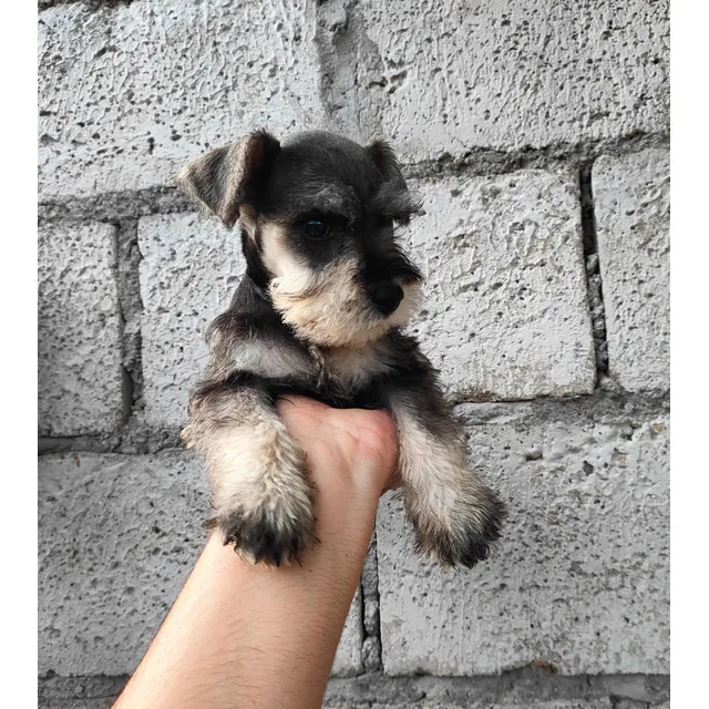 Schnauzer Miniatura Entregas En Personas A Otras Ciudades