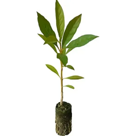 Muda De Pau-mulato (calycophyllum) - Árvore 40cm - 1 Unidade