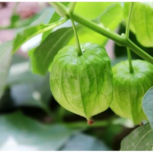 Semillas Naturales De Aguaymanto Uchuva Physalis Peruviana  