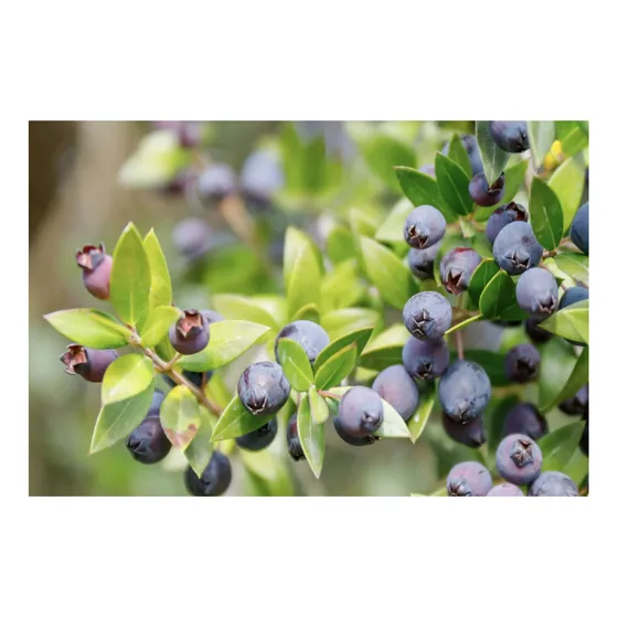 10 Semillas De Myrtus Communis - Arrayan  Codigo 963