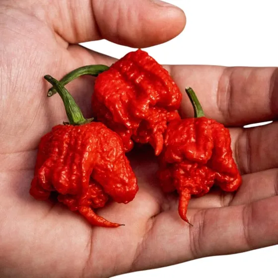 2 Mudas De Pimenta Carolina Reaper
