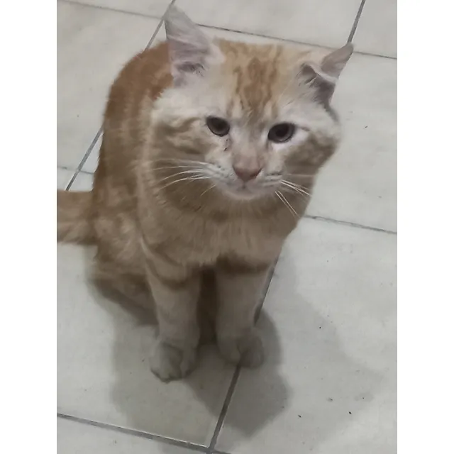 **gato En Adopción**