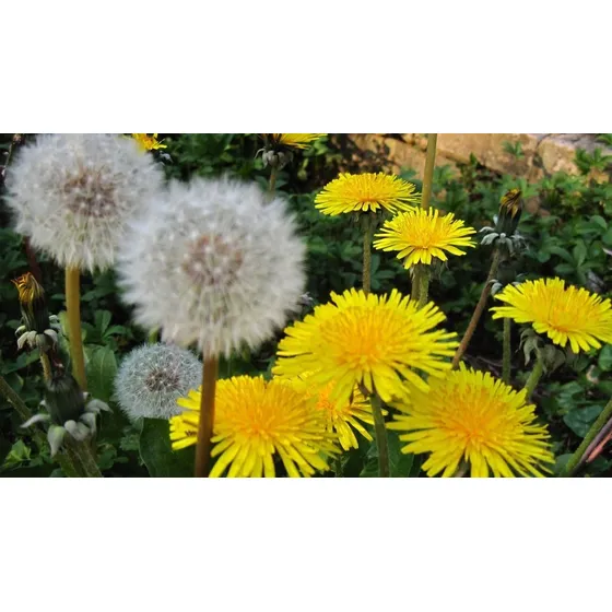 100 Semillas De Diente De León Orgánicas Ideal Huerta Jardín