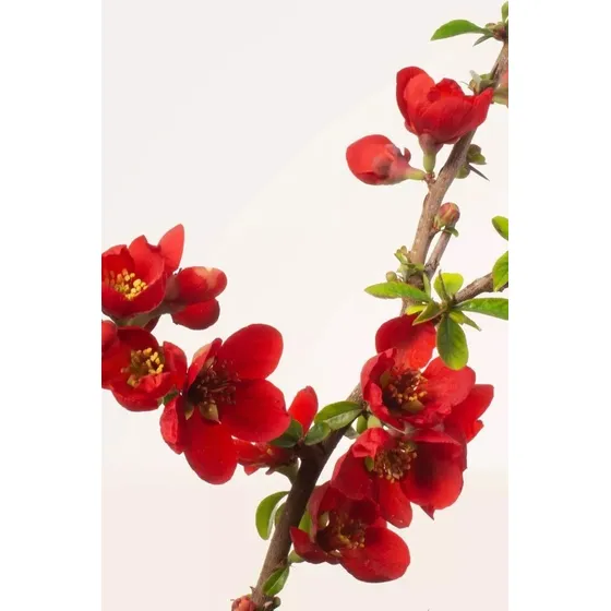 Membrillo De Flor, Chaenomeles Japonica 20lts 