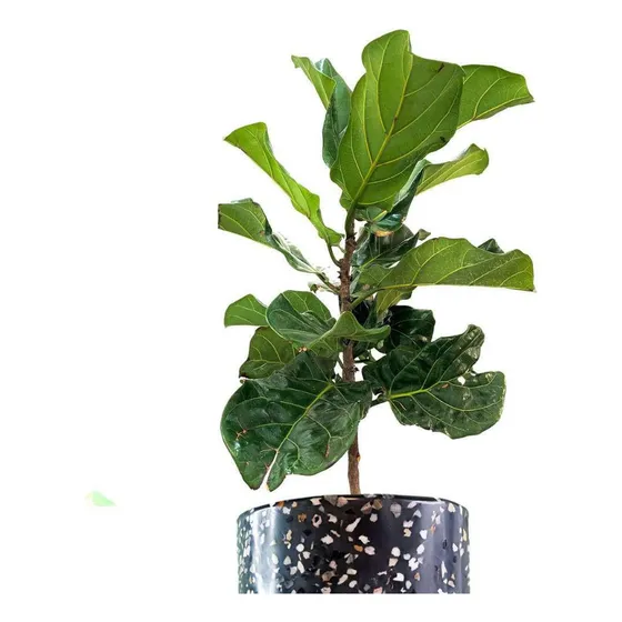Ficus Lyrata Arbolitos Muy Bonitos Ornamentales