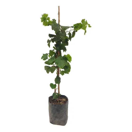 Uva Verde (con Semilla)
