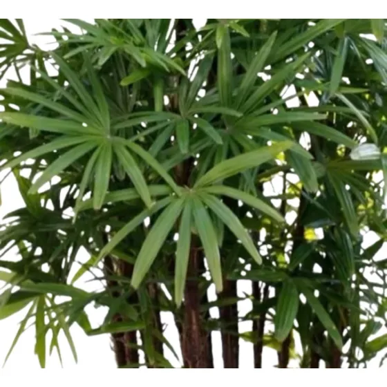 Raphis Excelsa Palmera De Interior  Altura 1.60 M