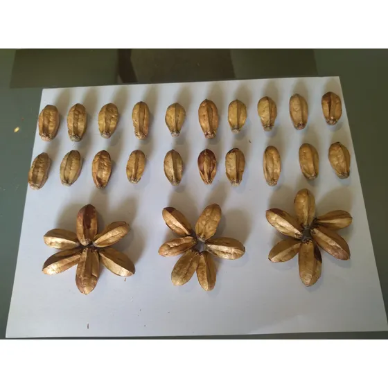 Semillas De Cedro