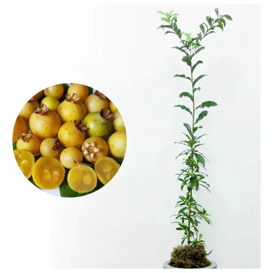 Muda De Guavira Altura De 0,40 Cm A 0,80 Cm