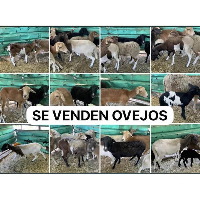 Ovejos De Raza