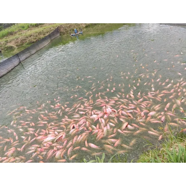 Alevinos Tilapia Roja Y Negra, Reversados Y Sin Reversar