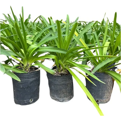 Plantas Naturles Agapanthus Africanus  X10 Unidades 3 Litros