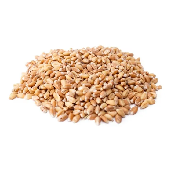 Hierba Gatera 5 Kilos De Semilla De Trigo Tipo Wheatgrass