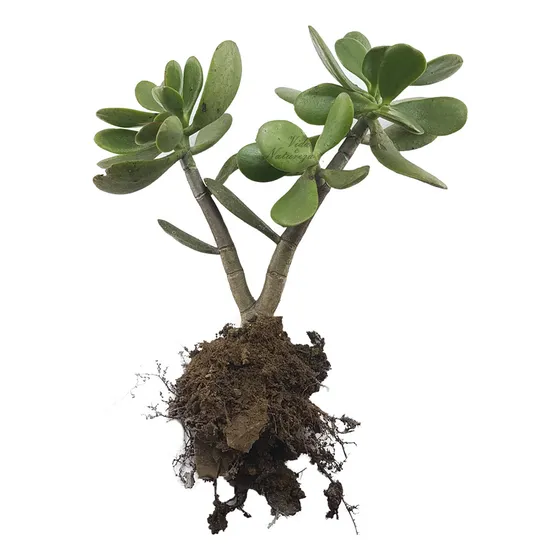 Muda De Jade Suculenta Crassula Ovata Planta Árvore Amizade