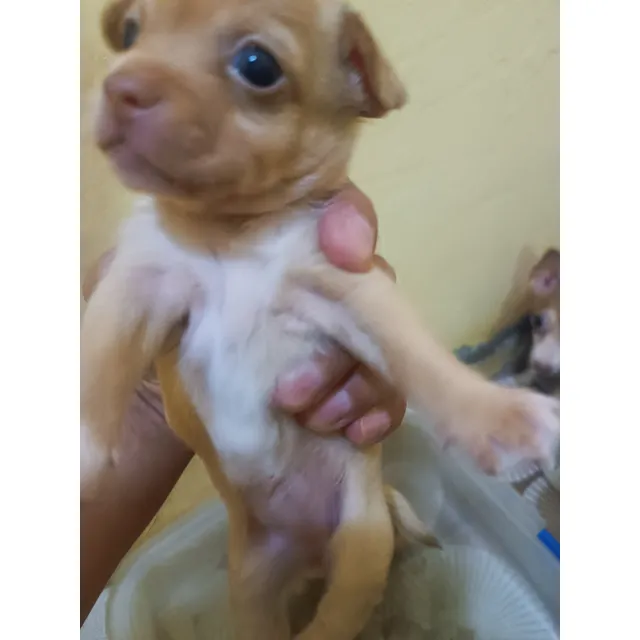 Cachorros Chihuahua Cabeza De Venado Tres Meses De Nacidos