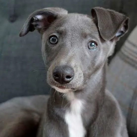 Whippet Filhotes - Procurar Por Grazi Em Havila Filhotes