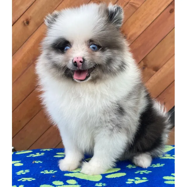 Cachorros Pomerania Cara De Oso Exóticos Merle Perros