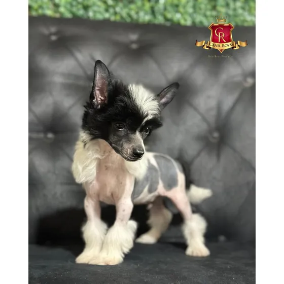 Cão De Crista Chinês