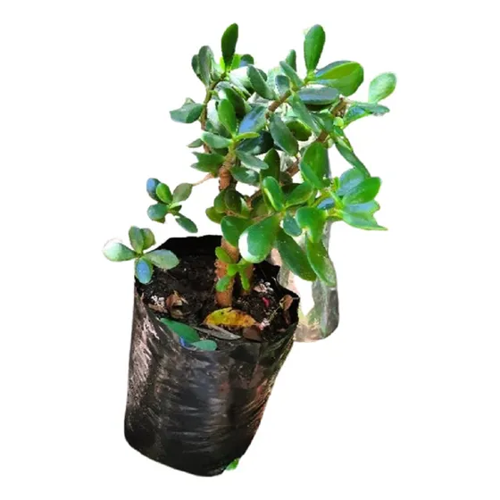 Crassula Ovata Arbol De Jade Vivero Orgánico Cielo Verde