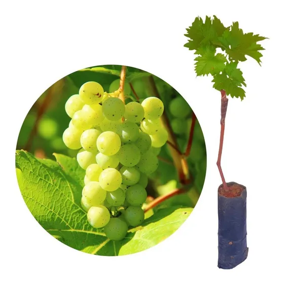 Muda De Uva Thompson Sem Caroço Para Produzir