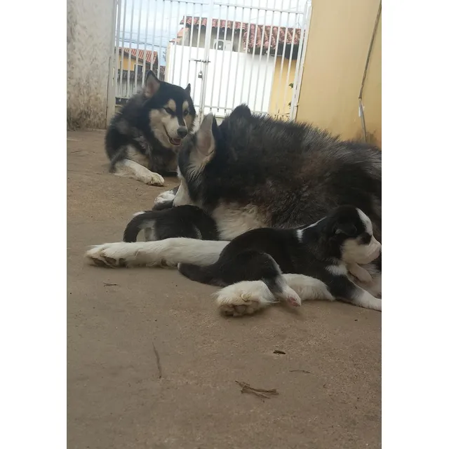Cachorros De Husky Siberiano