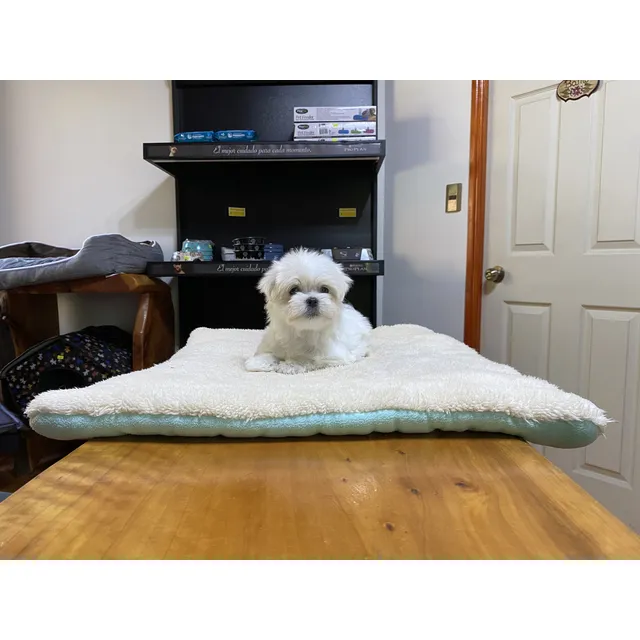 Cachorros Bichon Maltés Línea Americana