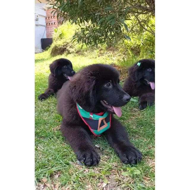 Cachorros Terranova