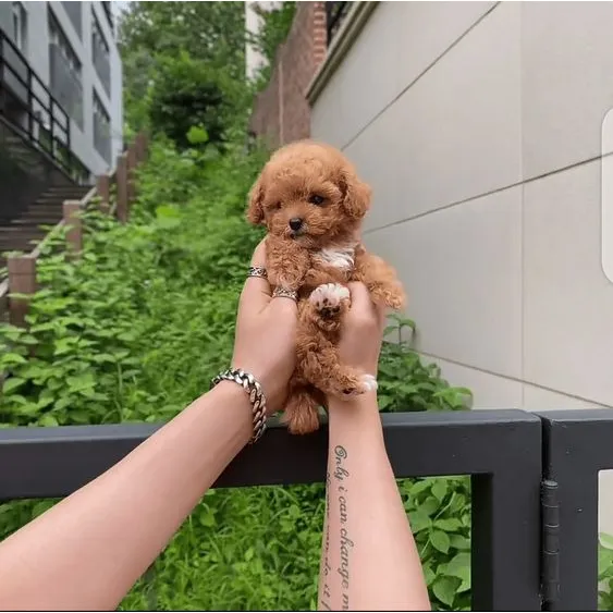 Cachorro Poodle Mini Toy Apricot Perros Pets Dog Can