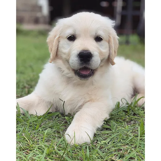 Cachorros Golden Puros En San Vicente Y Canning
