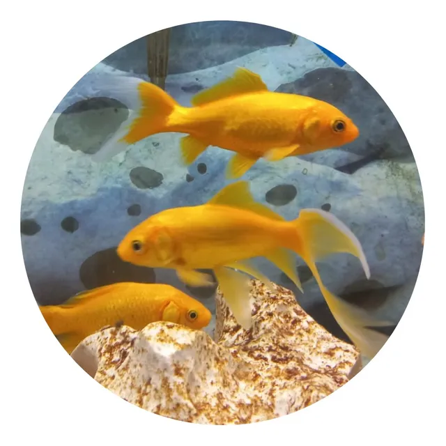 Pez Goldfish Cometa Dorado Peces Agua Fría Cometas Oro X1