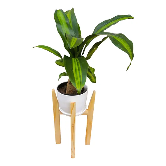 Combo Palo De Agua C/pie 40cm Maceta Premium Plato