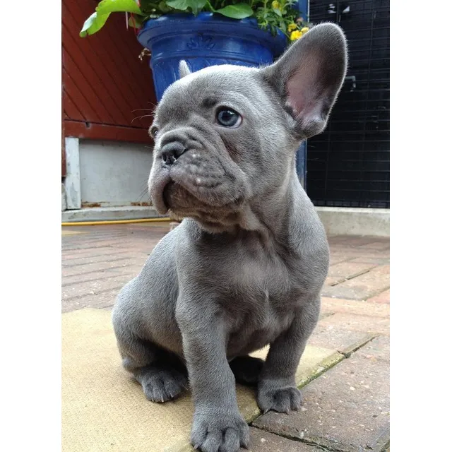 Cachorro Bulldog Francés Vacunados Y Desparasitados
