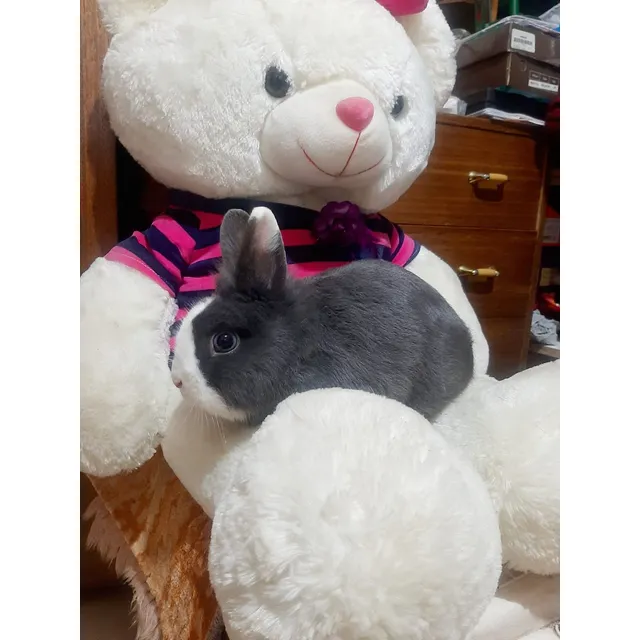 Conejo Enano
