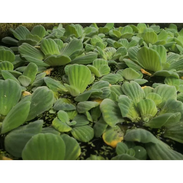 Lechuga De Agua 