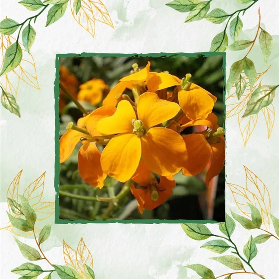 50 Semillas Flor Gladiolo Itálico + Obsequio Germinación