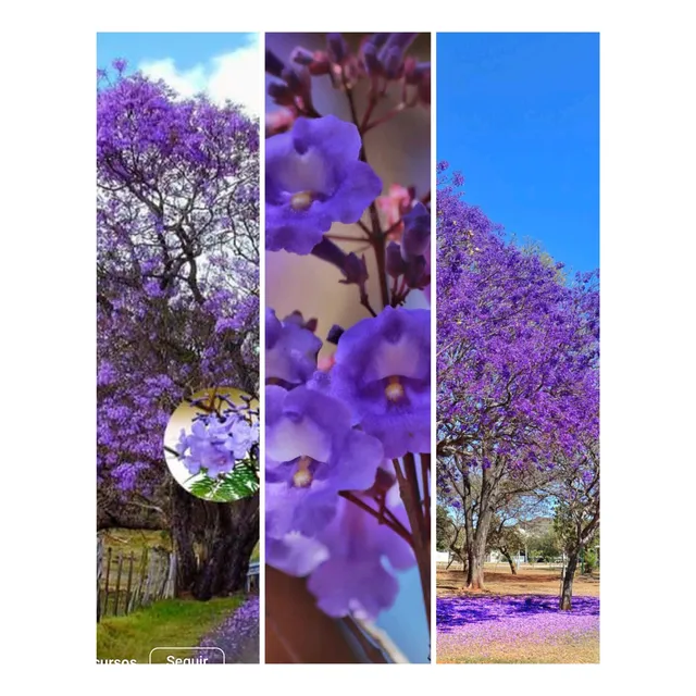 Semillas De Arboles Jacaranda