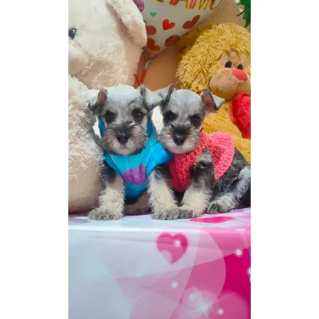 Schnauzer Cachorros Sal Pimienta