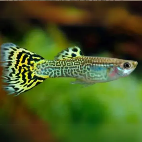 Pacote Com 10 Peixes Lebiste Cobra - Água Doce - Aquário