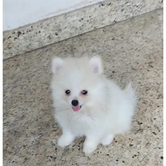 Spitz Alemão Machinho Com Pedigree