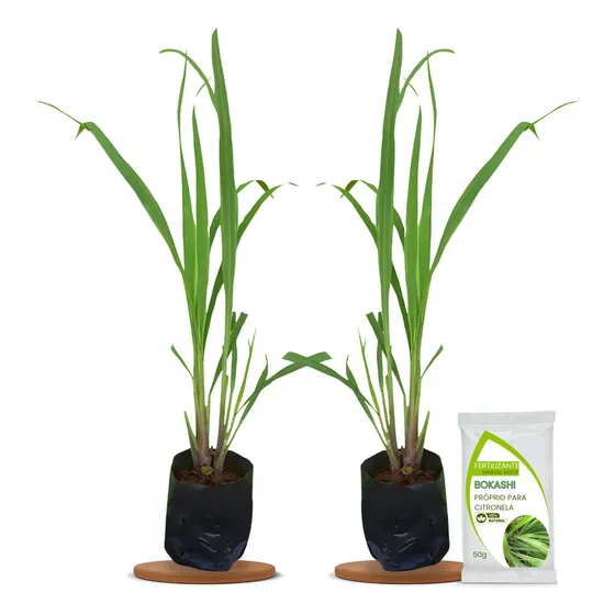 Mudas De Citronela + Brinde Adubo Rico Em Nutrientes