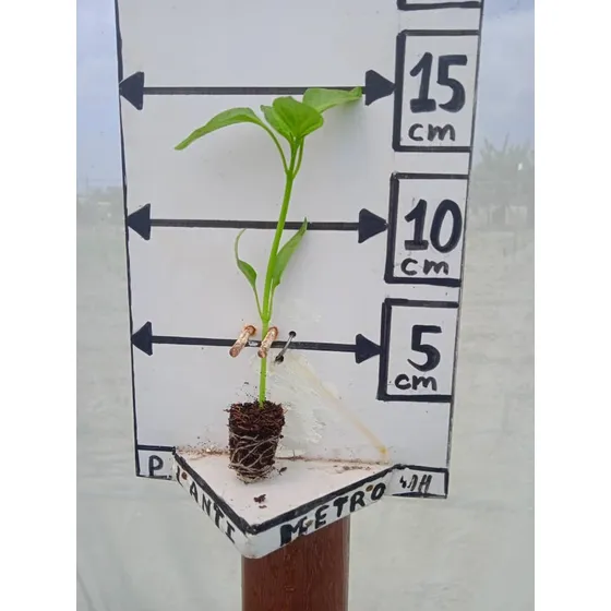Plantulas, De Pimentón Magistral F:2