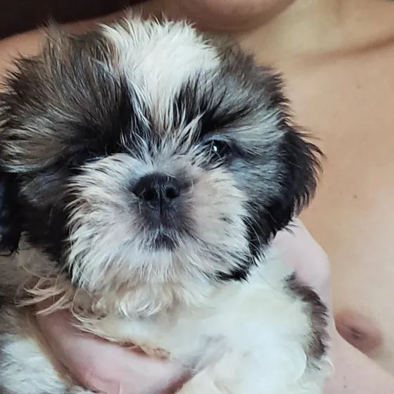 Shihtzu Femea Linhagem Importada
