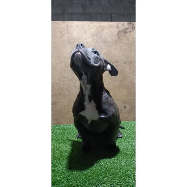 Américan Bully Hembra 3 Meses Excelente Genética