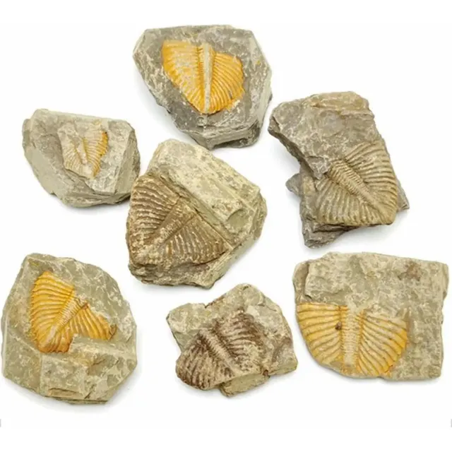 Cola De Trilobite, Especimen Natural Fosil Para Colección
