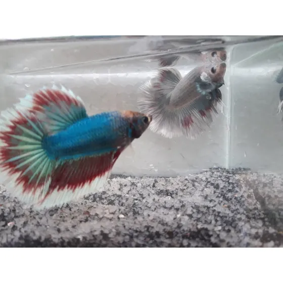 Betta 5 Casais ( Cores Sortidas)