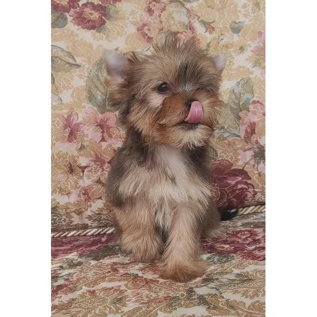 Yorki Yorkshire Exótico