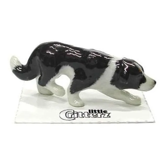 Border Collie Cachorro Perro Se Escabulle