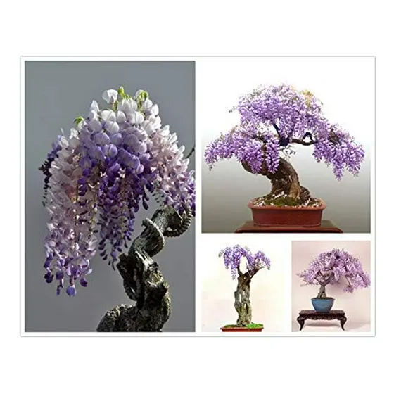 30 Semillas De Árbol De Glicina China, Bonsái - Pack De Semi