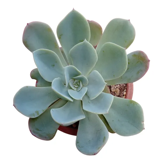 Suculenta Echeveria Secunda Coral