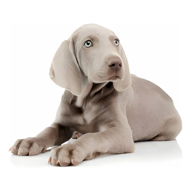 Perros Braco De Weimar Cachorros Weimaraner Medellin Bogota